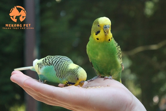 Mua Bán Vẹt Lovebird: Hướng Dẫn Chọn Lựa Và Chăm Sóc
